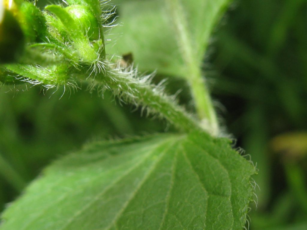 Galinsoga quadriradiata (= G. ciliata)