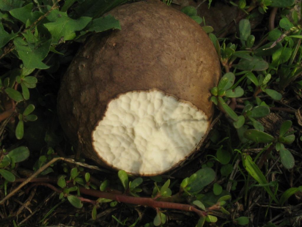 Scleroderma citrinum?