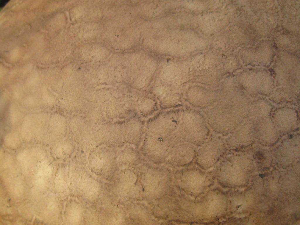 Scleroderma citrinum?