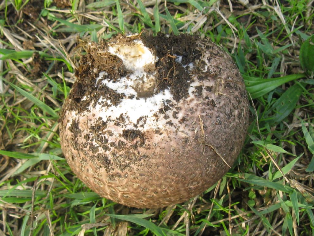 Scleroderma citrinum?