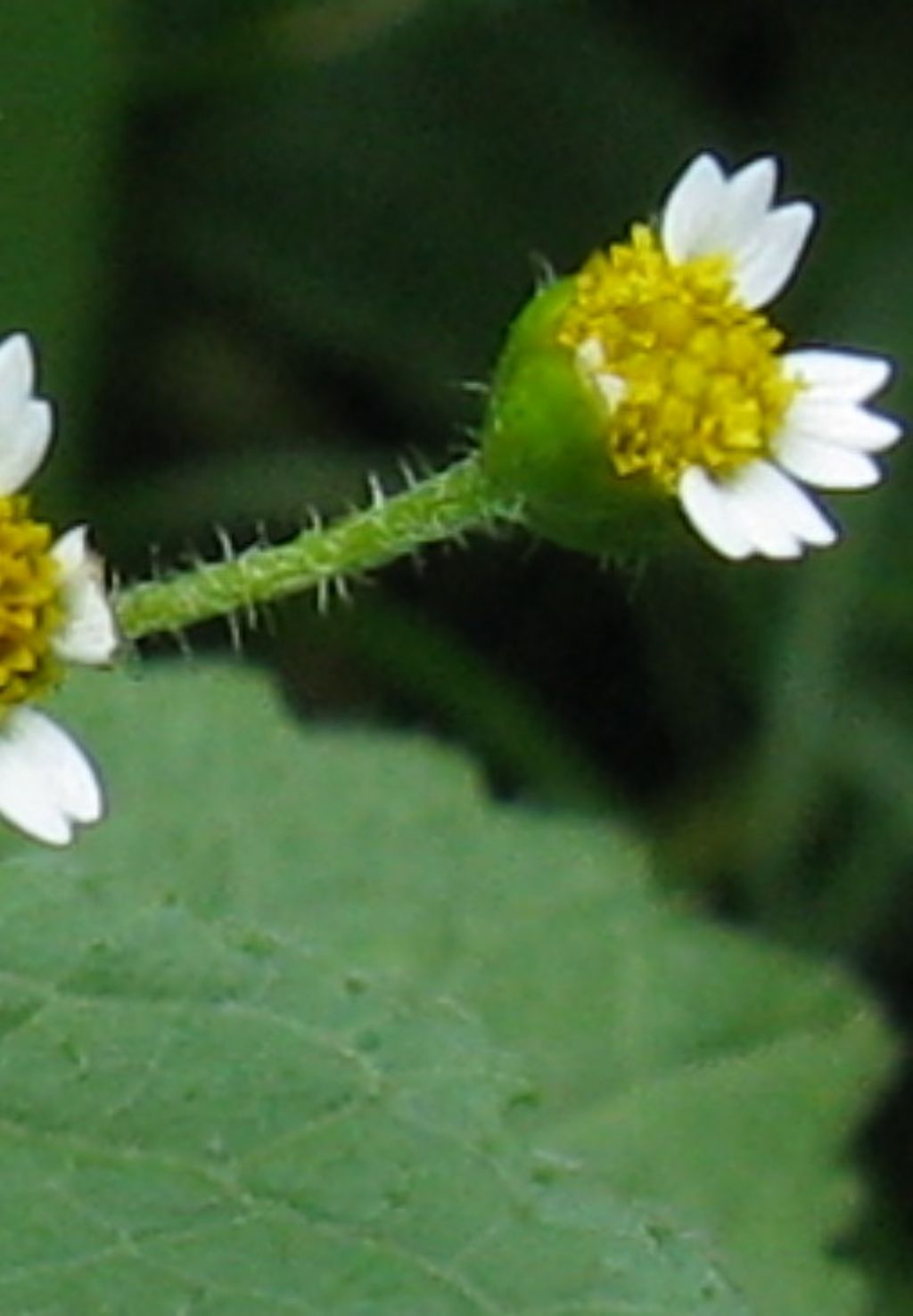 Galinsoga parviflora?