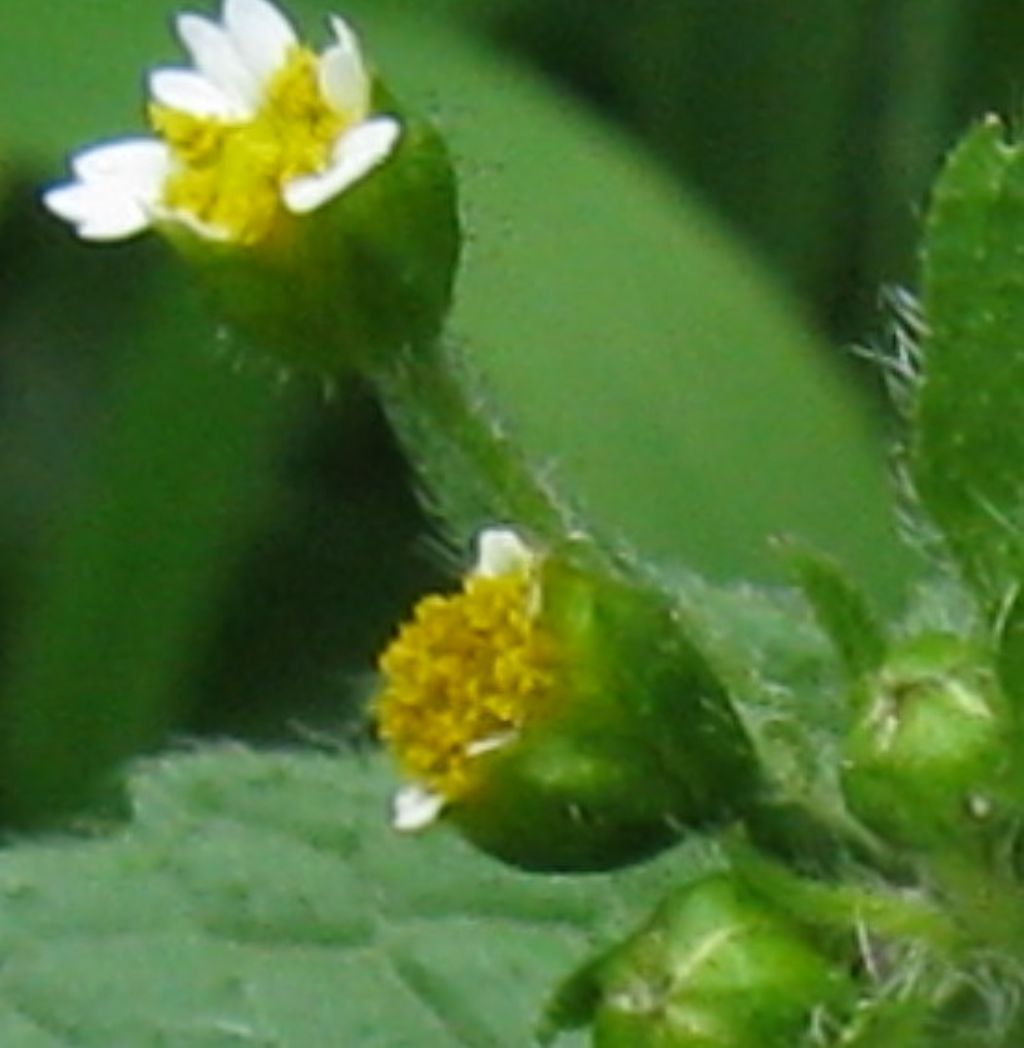 Galinsoga parviflora?