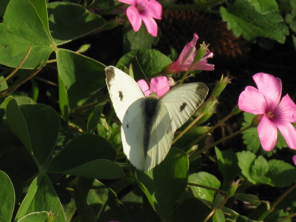 Pieris napi maschio?  No, Pieris mannii