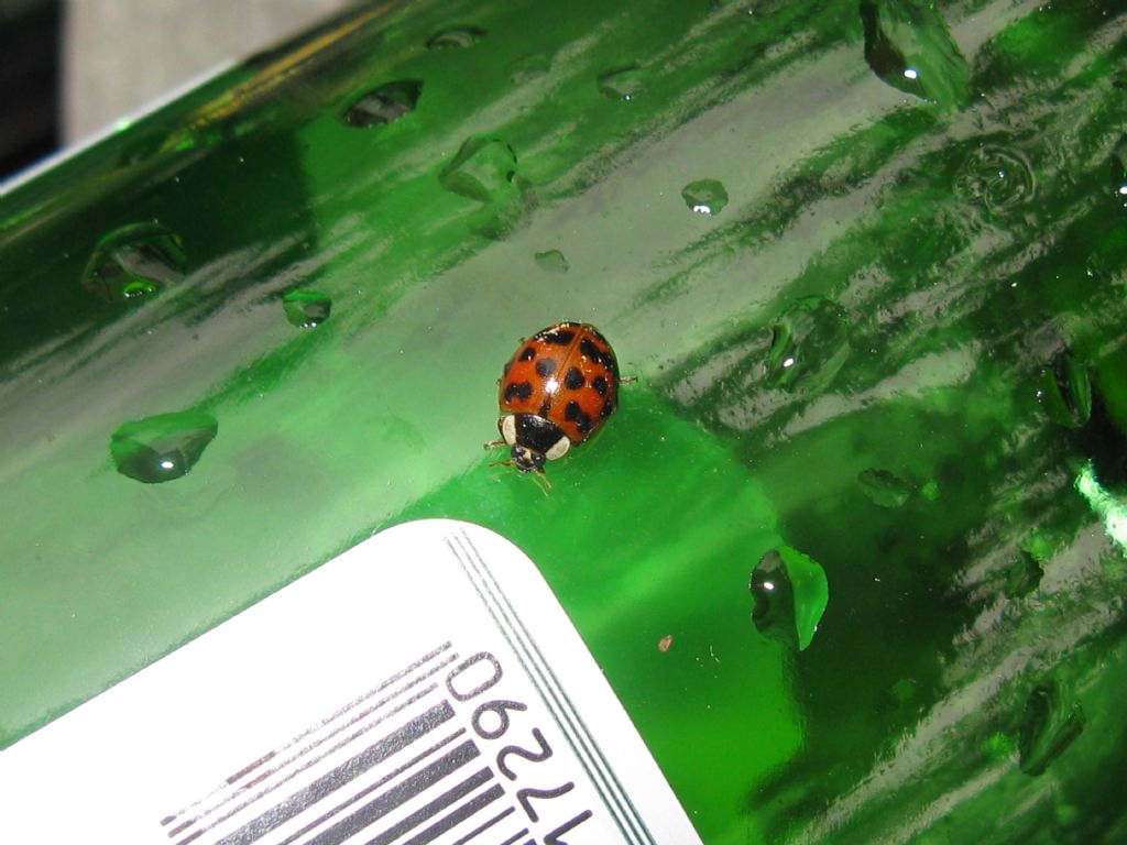 Ancora Harmonia axyridis? S.