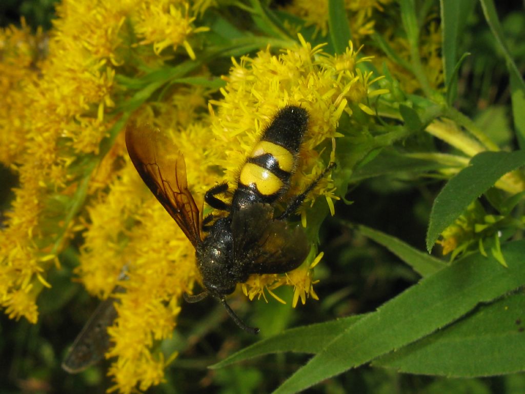 Scolia hirta femmina?   Scolia hirta, maschio!