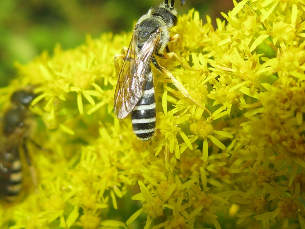 Halictus rubicundus? No, Halictus cfr. fulvipes