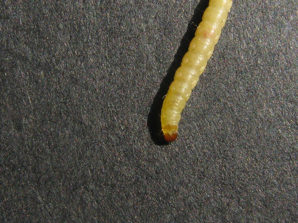 Bruchetto identificabile?