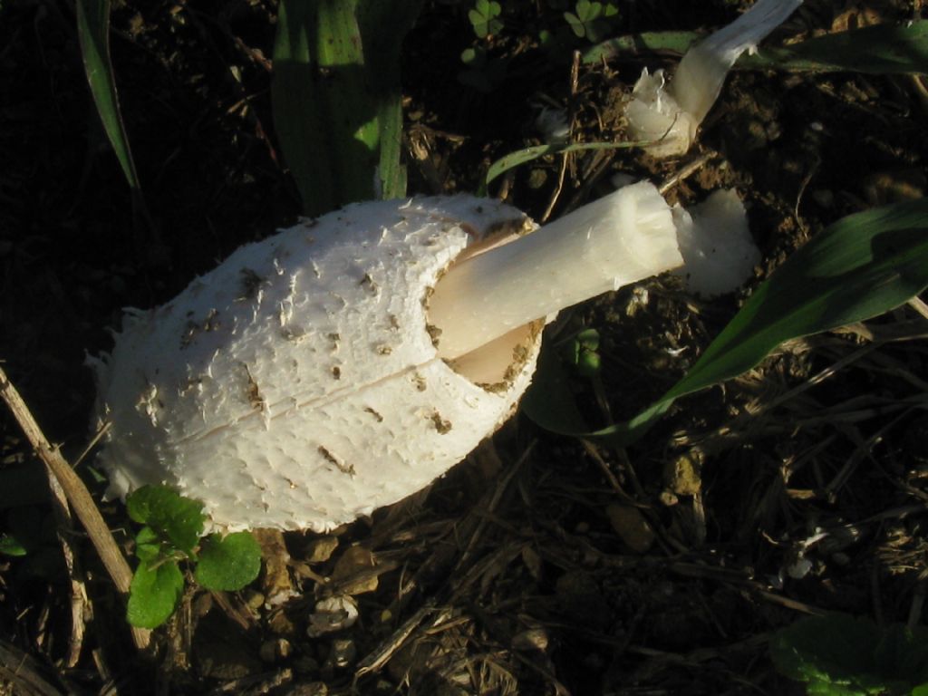 Fungo da ident.15:  Coprinus comatus