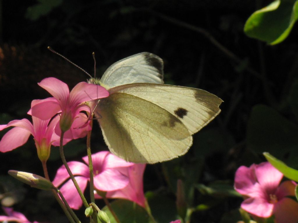 Pieris napi maschio?  No, Pieris mannii