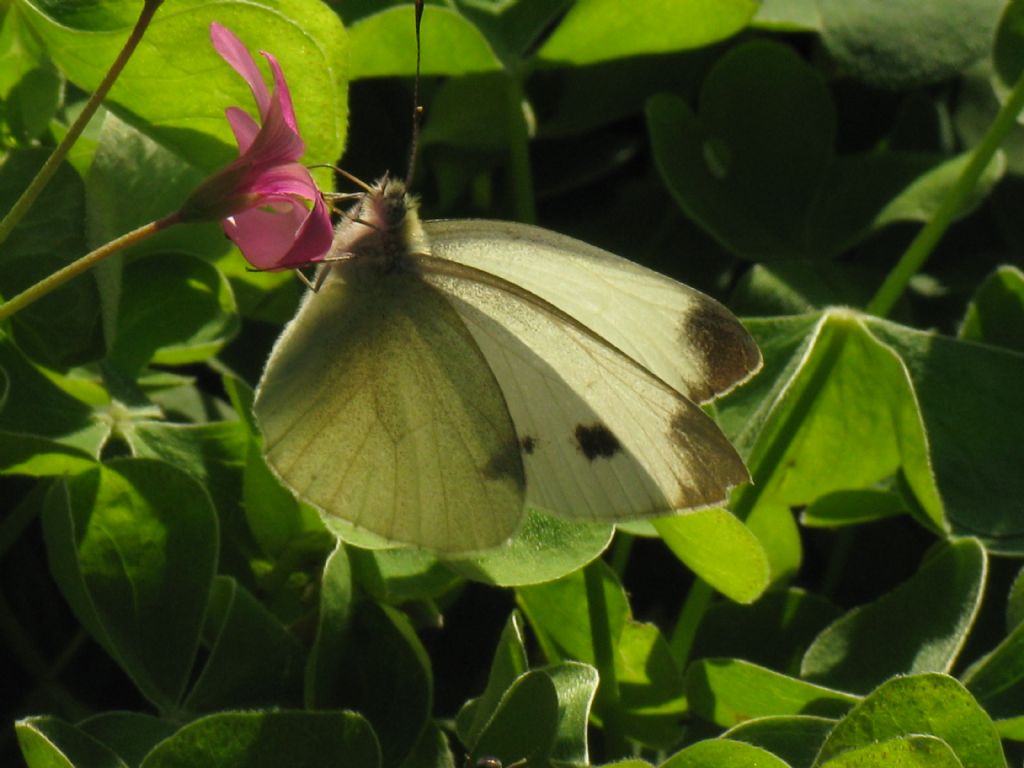 Pieris napi maschio?  No, Pieris mannii