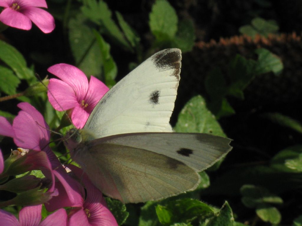 Pieris napi maschio?  No, Pieris mannii