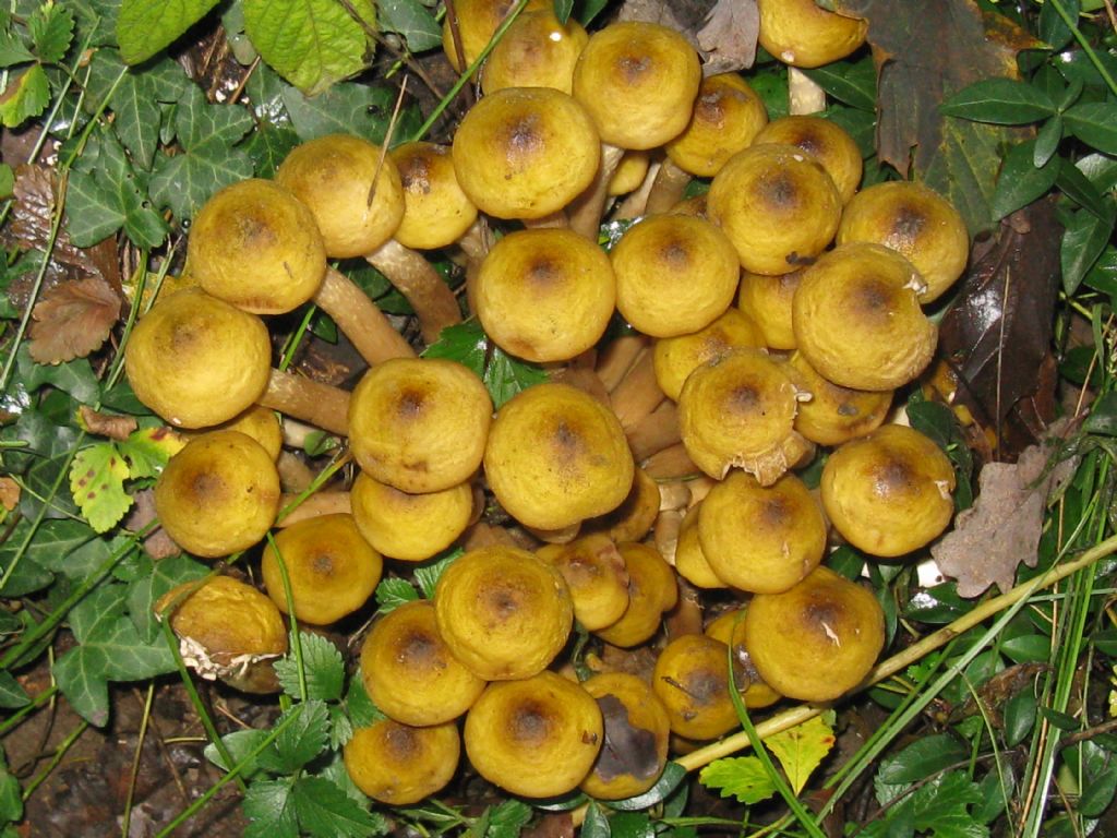 Armillaria mellea?