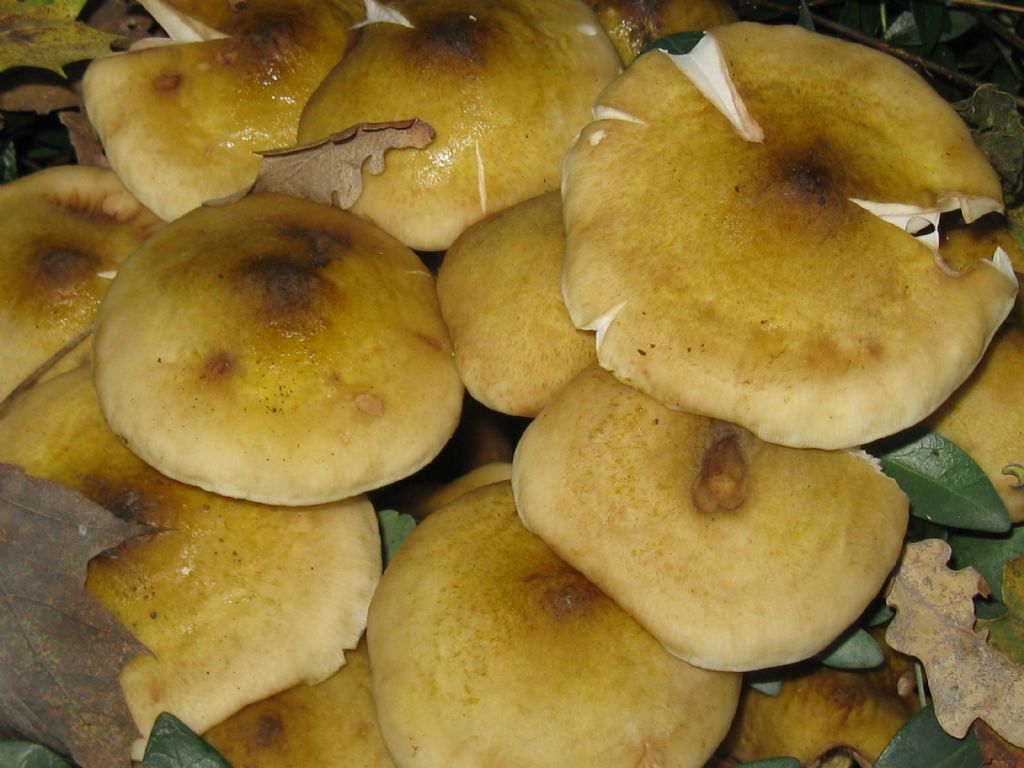 Armillaria mellea?