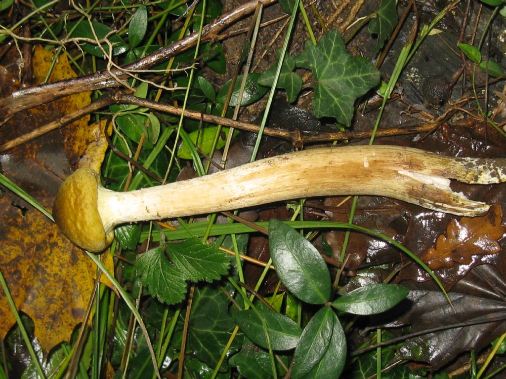 Armillaria mellea?