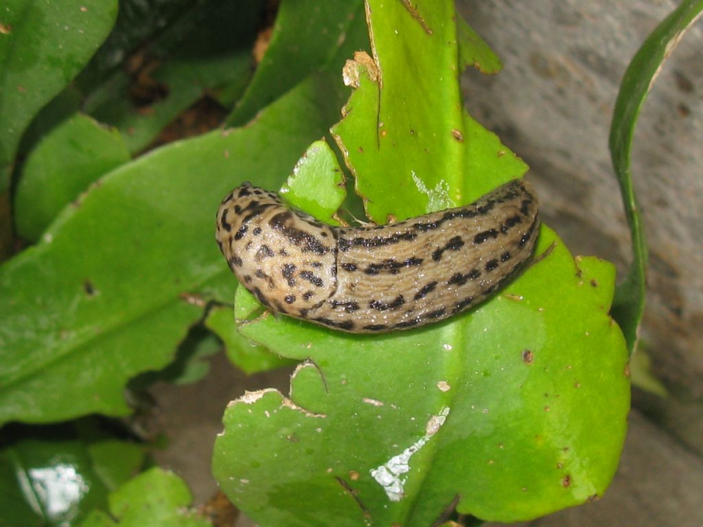 Limax maximus?