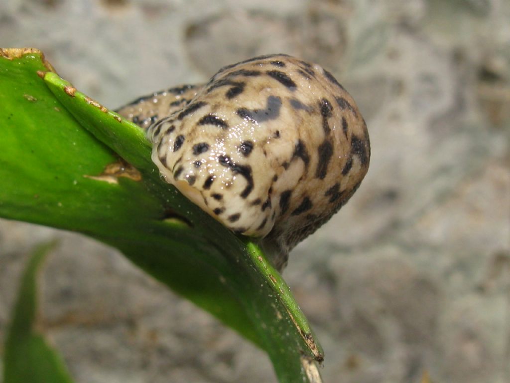 Limax maximus?