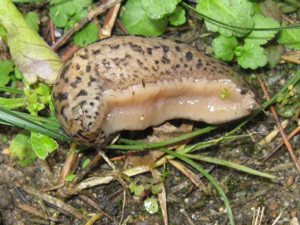 Limax maximus?