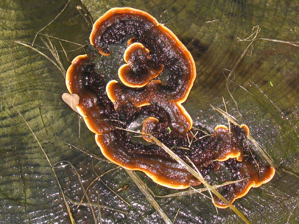 Ganoderma resinaceum?