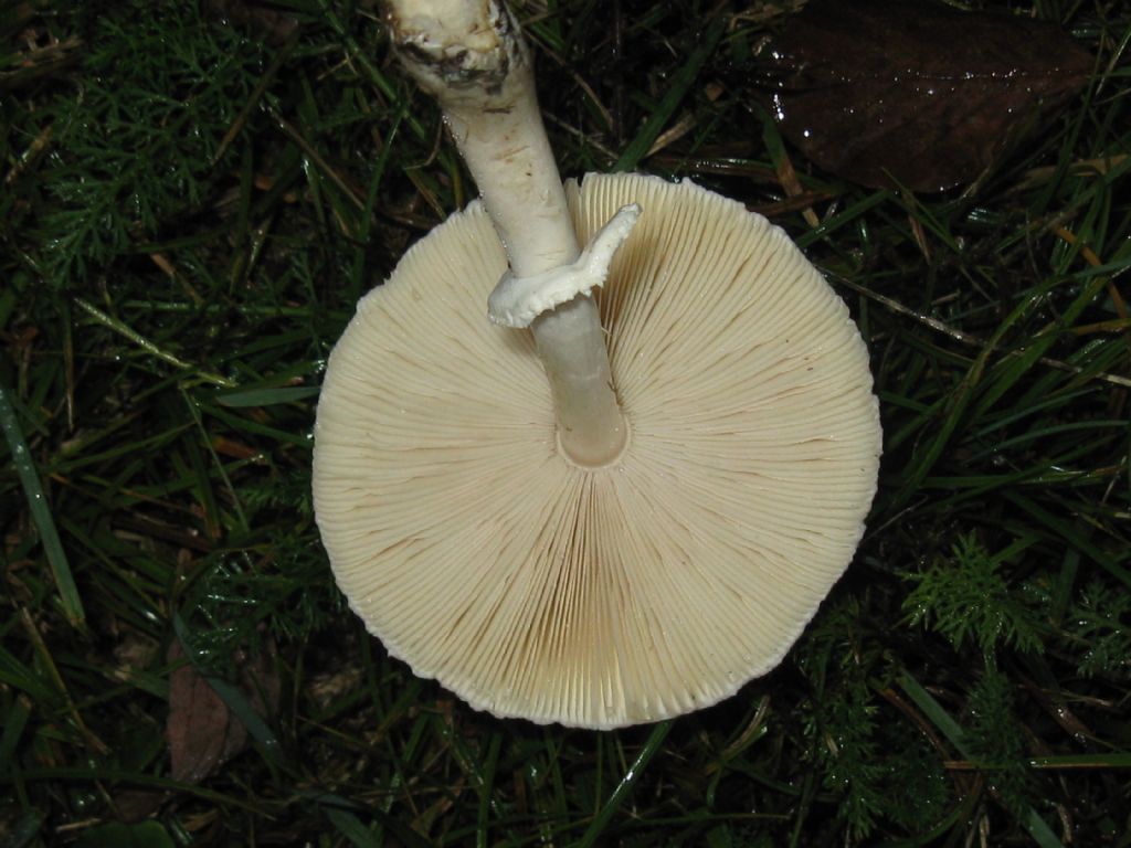 Fungo in Val Vigezzo 2