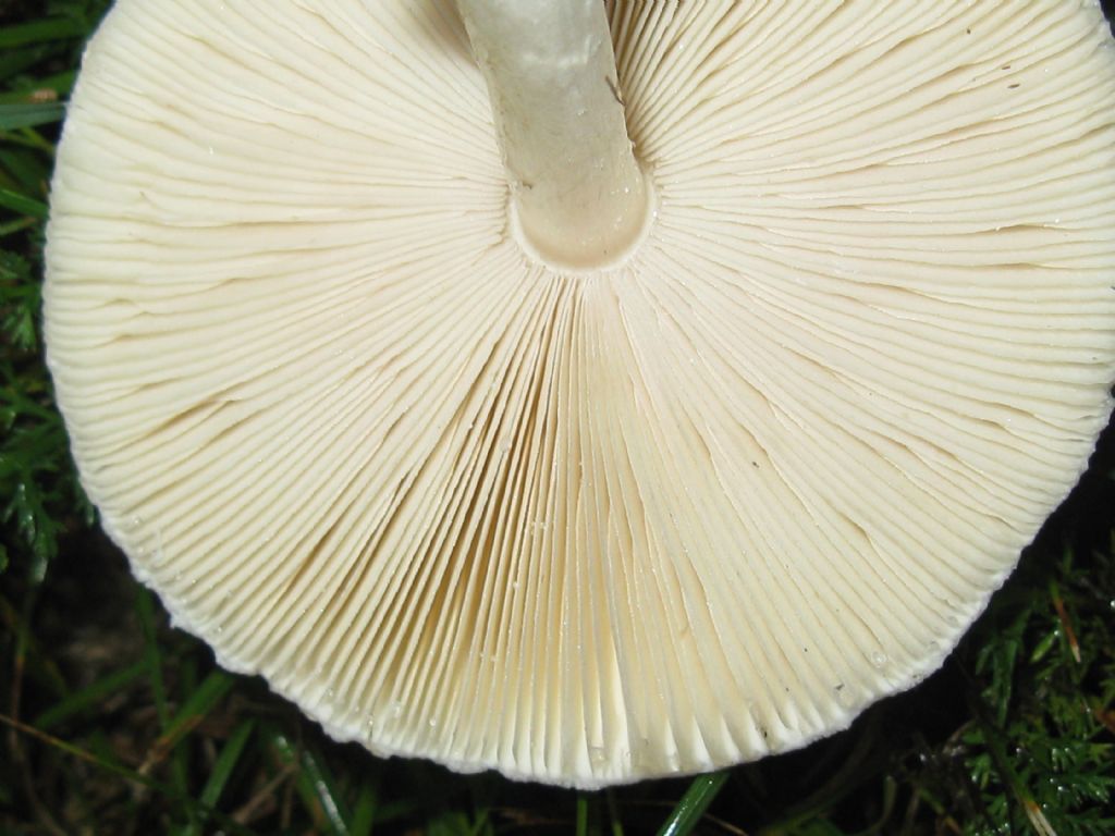 Fungo in Val Vigezzo 2