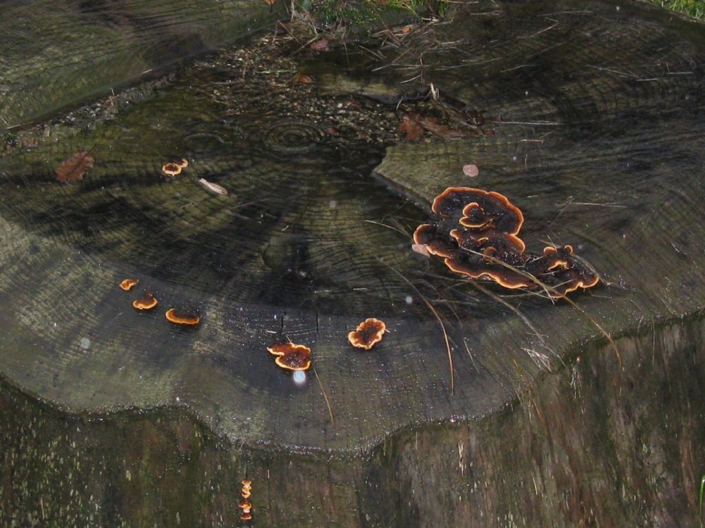 Ganoderma resinaceum?