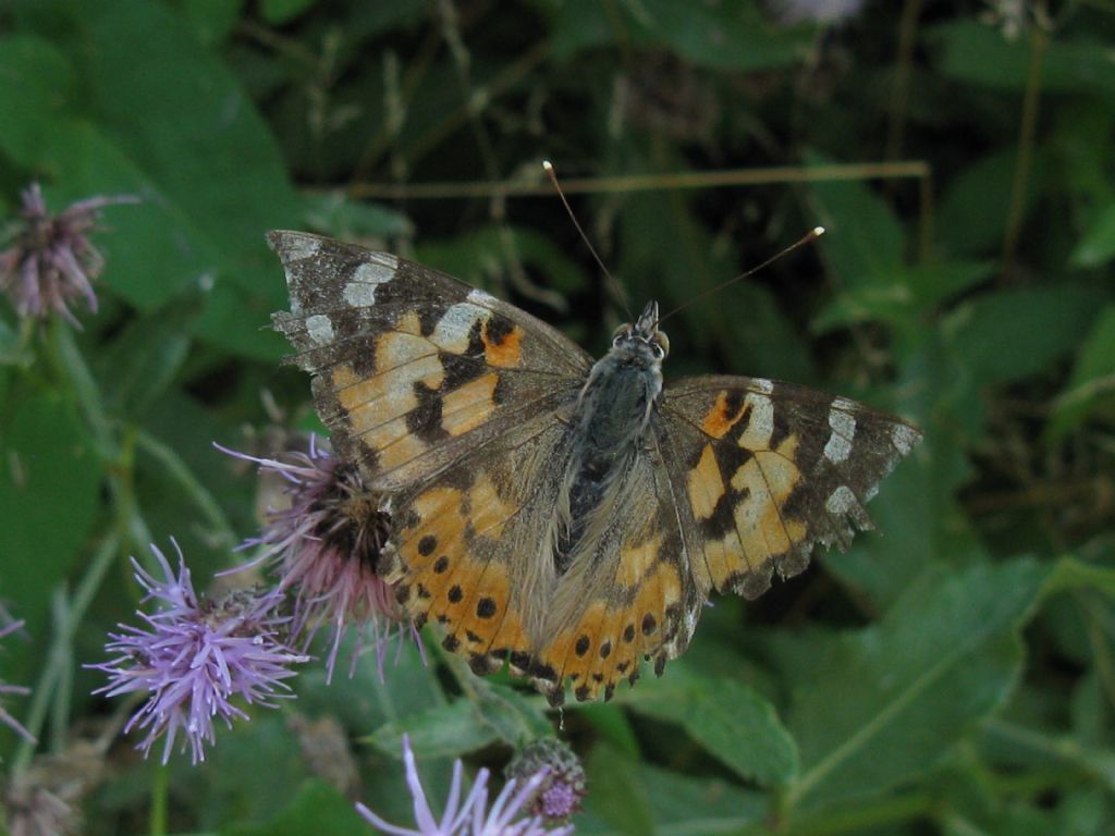 Vanessa cardui? S