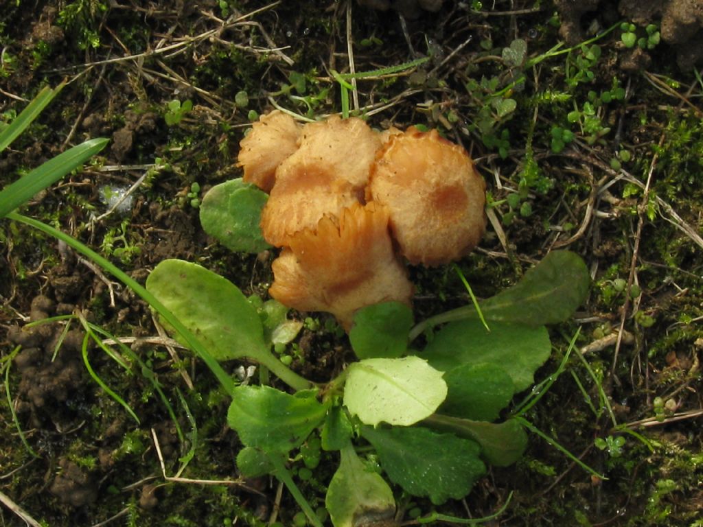 Funghi in un''aiuola del Cimitero