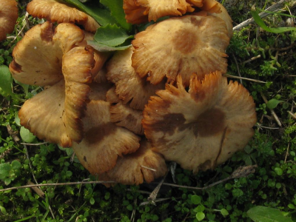 Funghi in un''aiuola del Cimitero