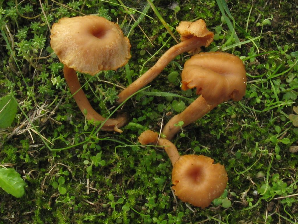 Funghi in un''aiuola del Cimitero