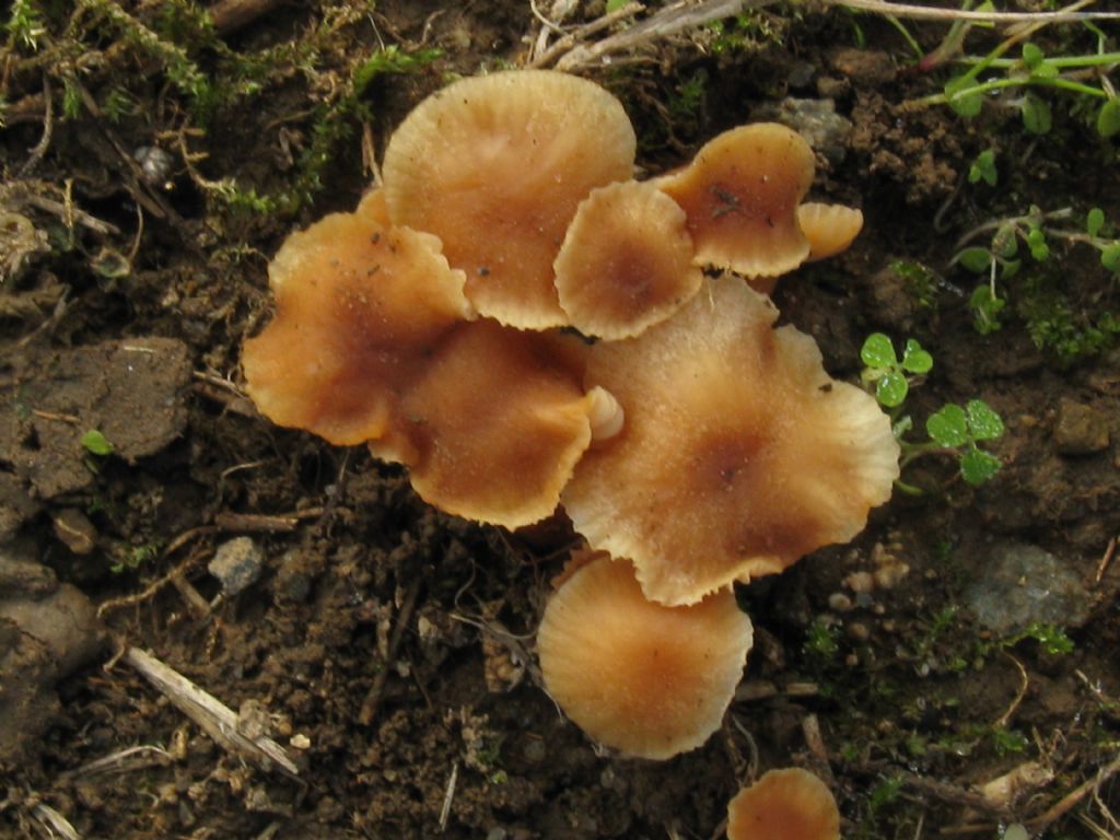 Funghi in un''aiuola del Cimitero