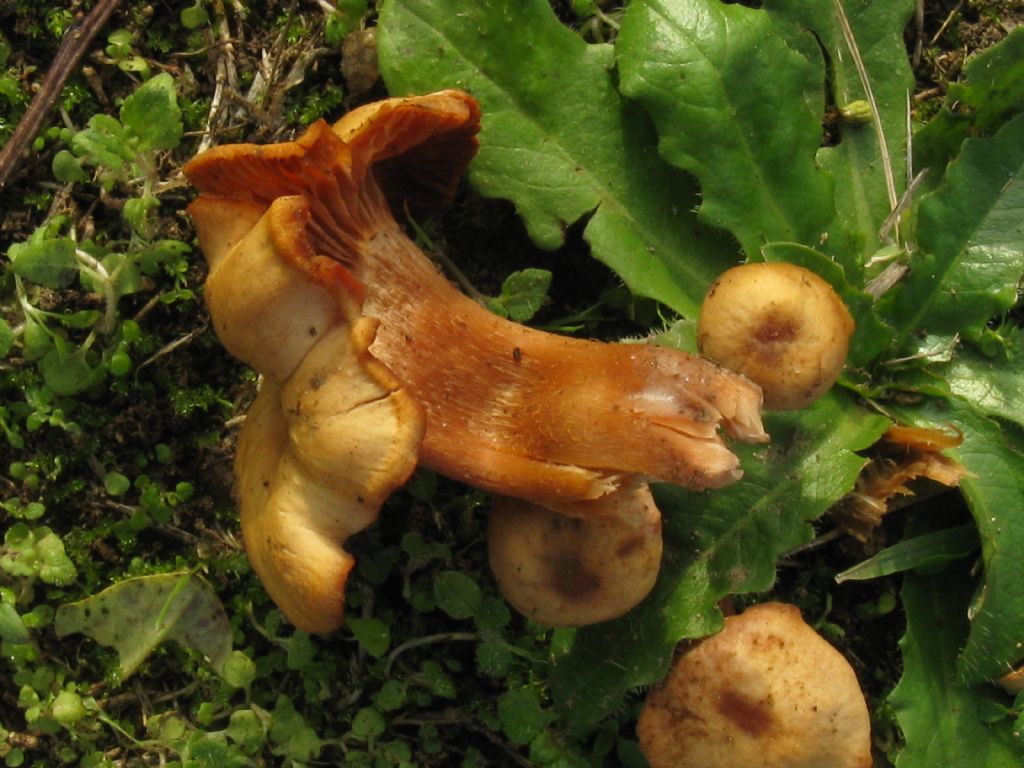 Funghi in un''aiuola del Cimitero