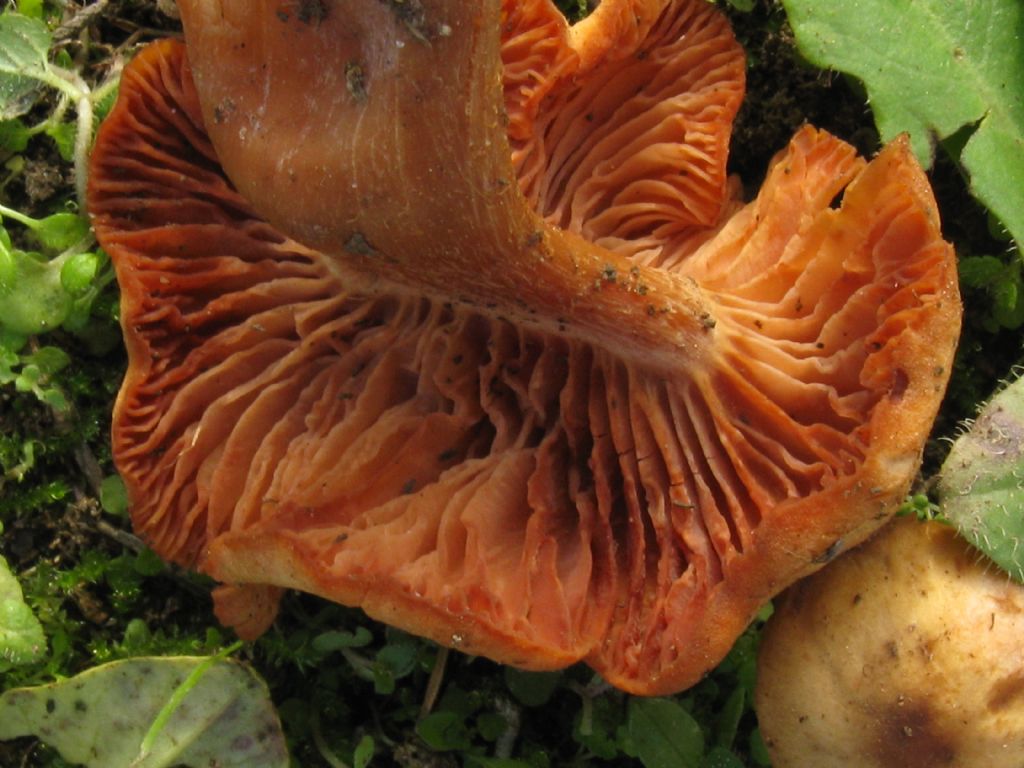 Funghi in un''aiuola del Cimitero