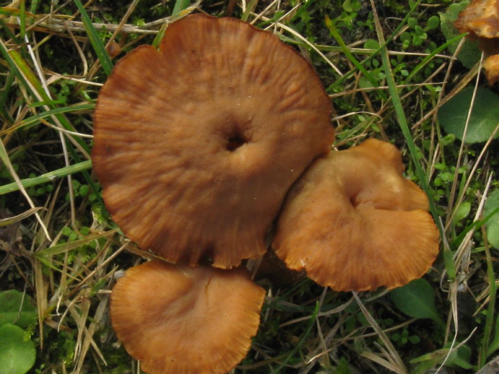 Funghi in un''aiuola del Cimitero