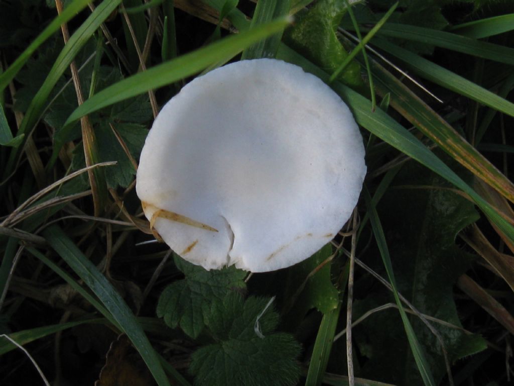 Funghi nel Parco di Monza 6