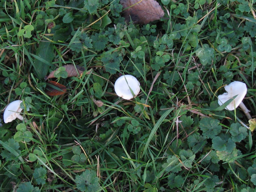 Funghi nel Parco di Monza 6