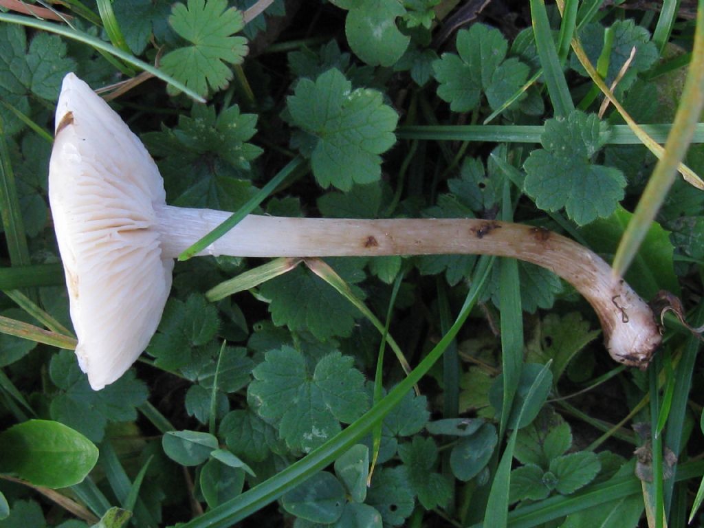 Funghi nel Parco di Monza 6