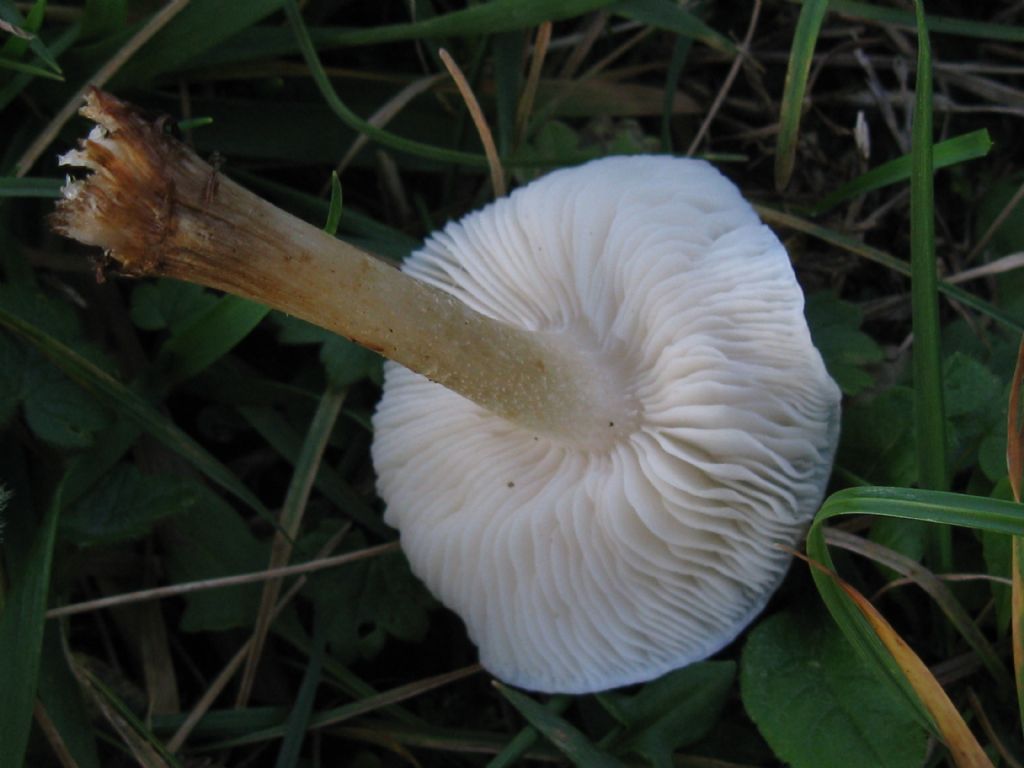 Funghi nel Parco di Monza 6