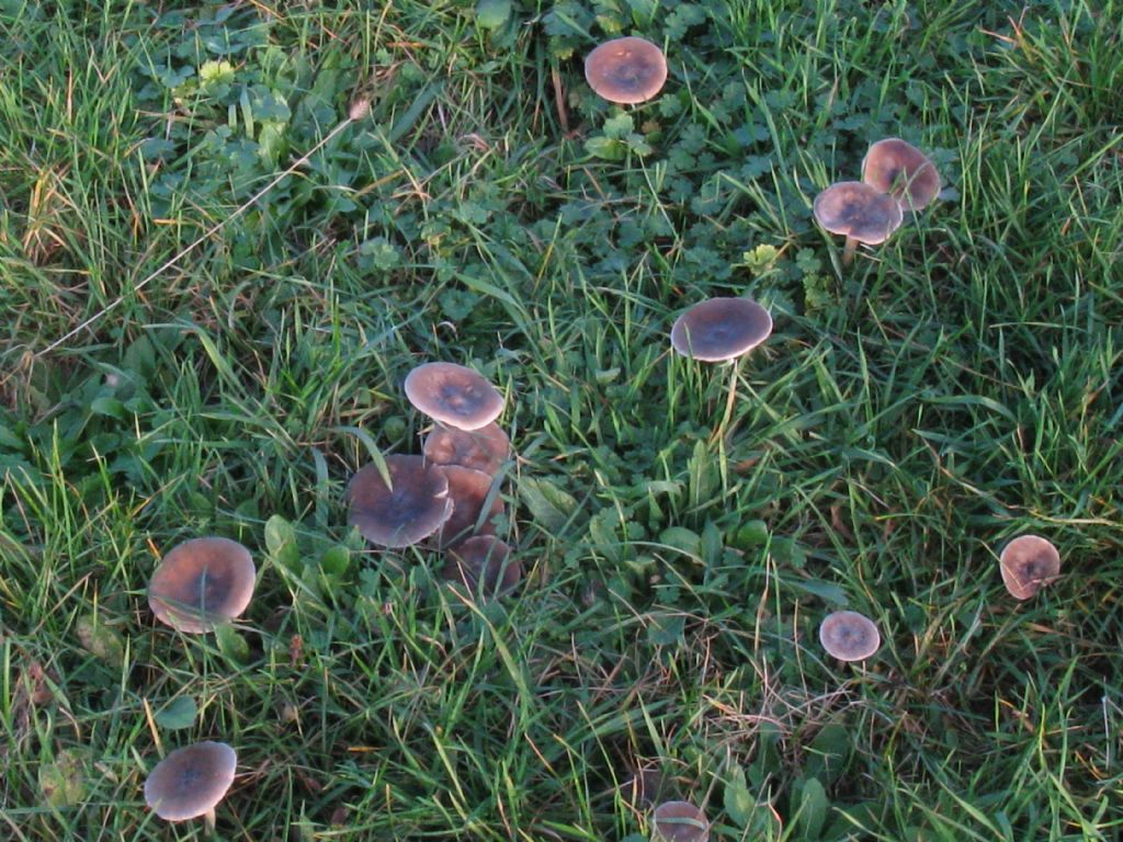 Funghi nel Parco di Monza 1