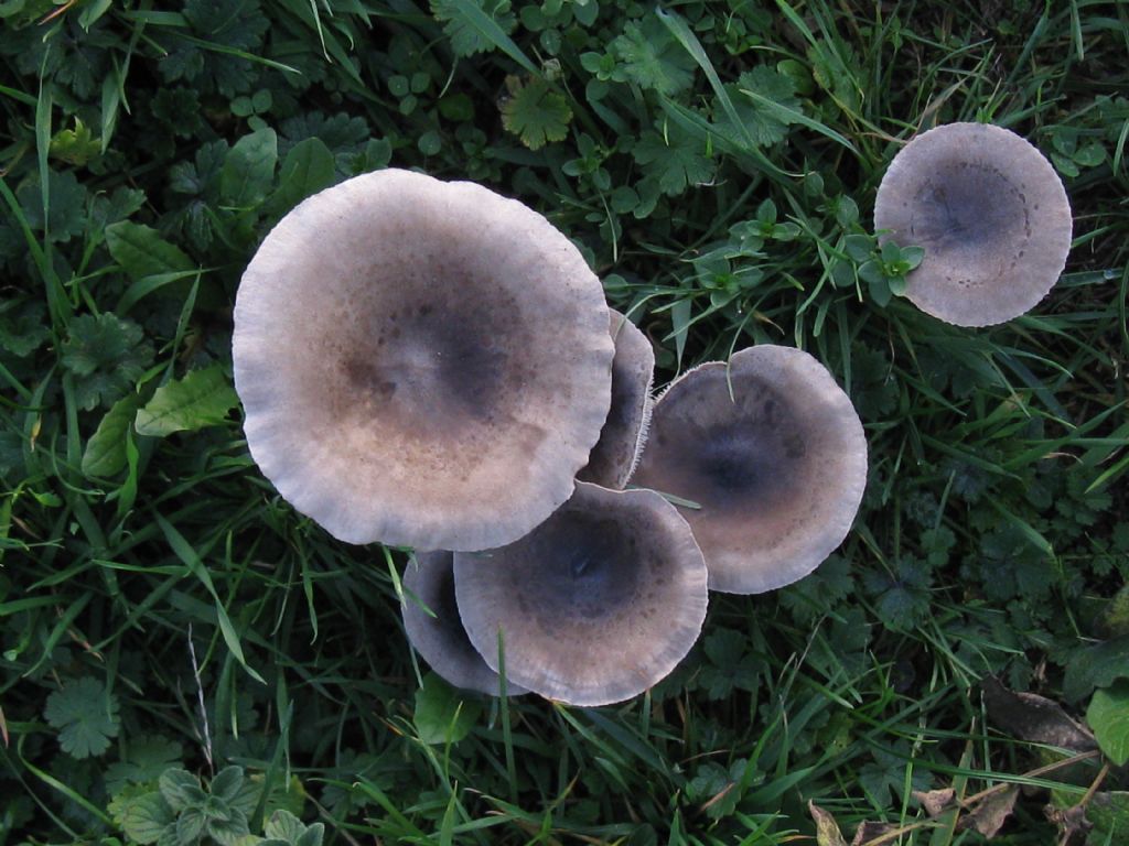 Funghi nel Parco di Monza 2