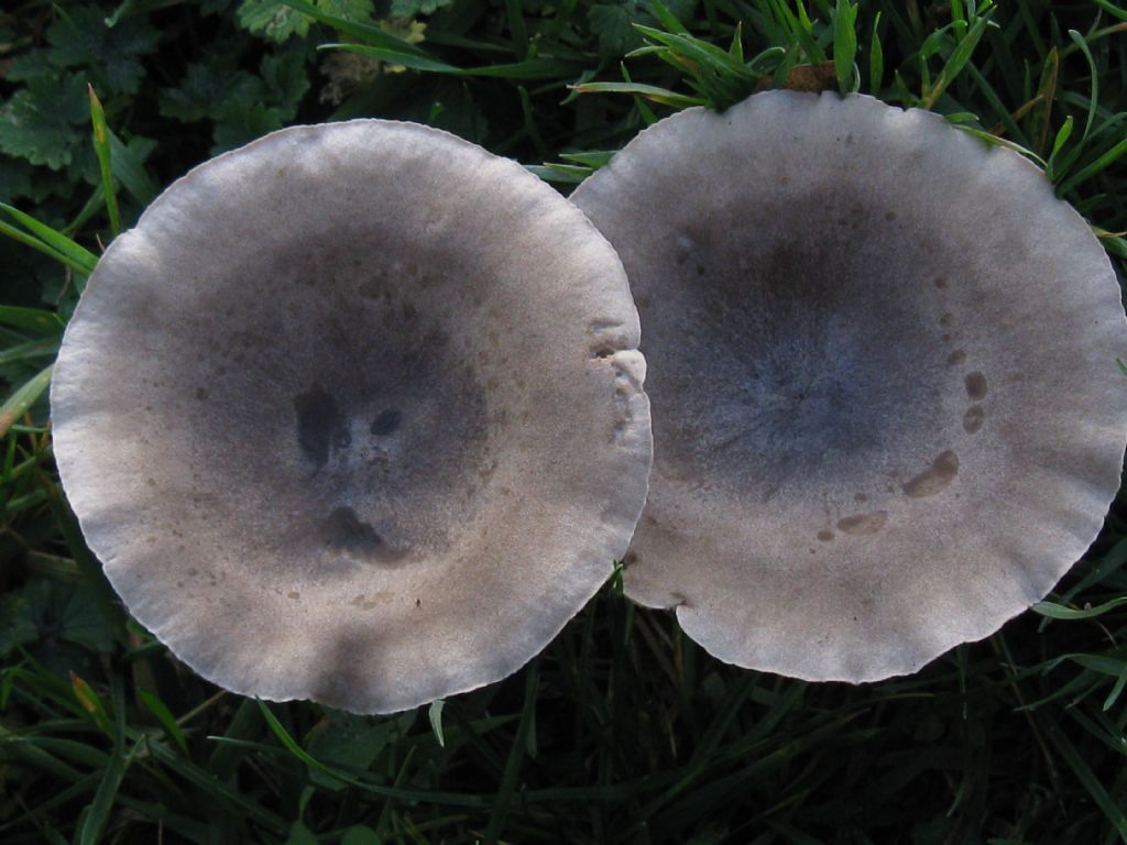 Funghi nel Parco di Monza 2