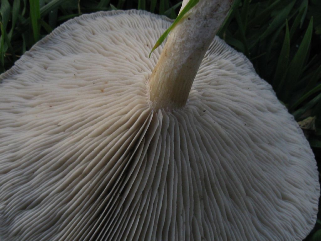 Funghi nel Parco di Monza 2