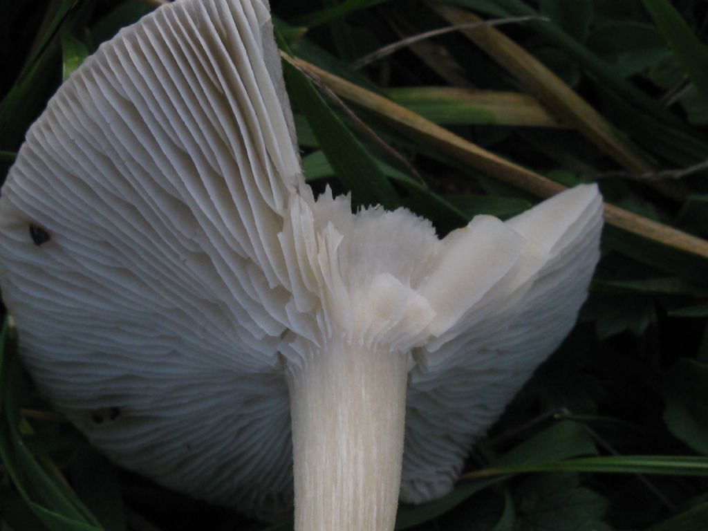 Funghi nel Parco di Monza 2