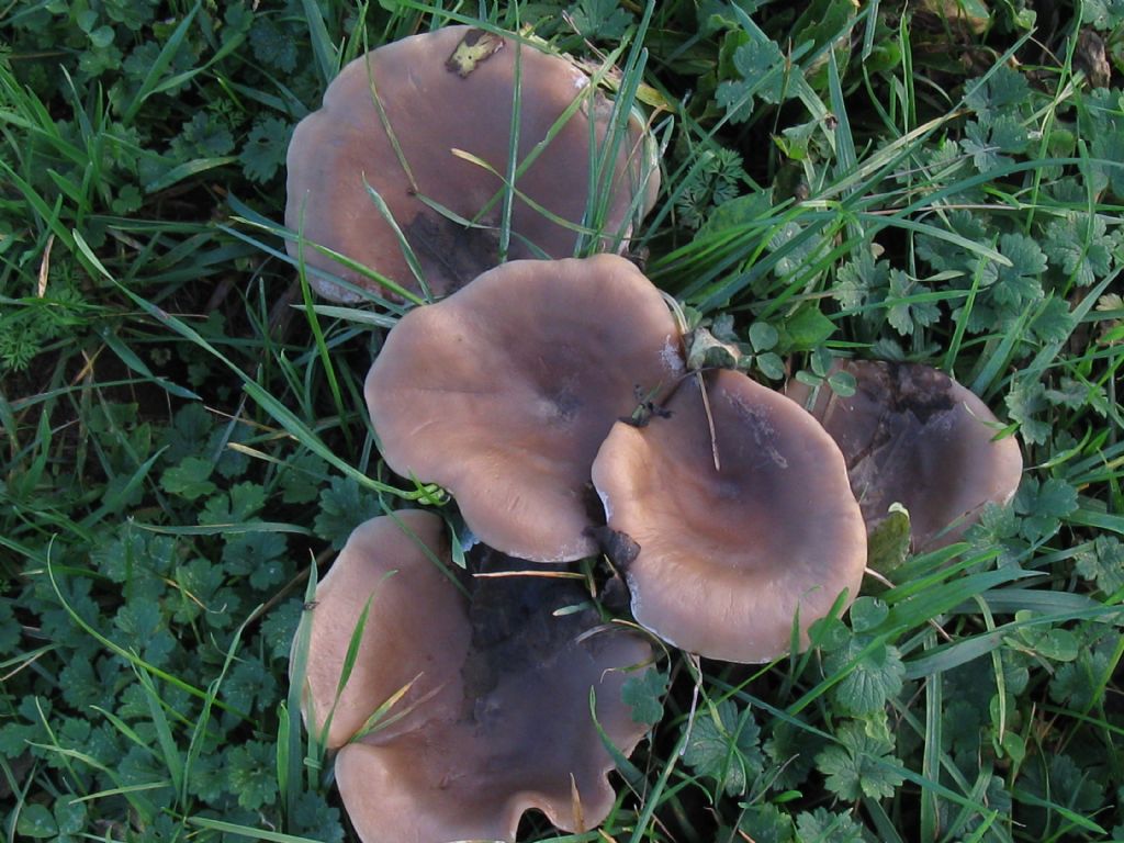 Funghi nel Parco di Monza 1