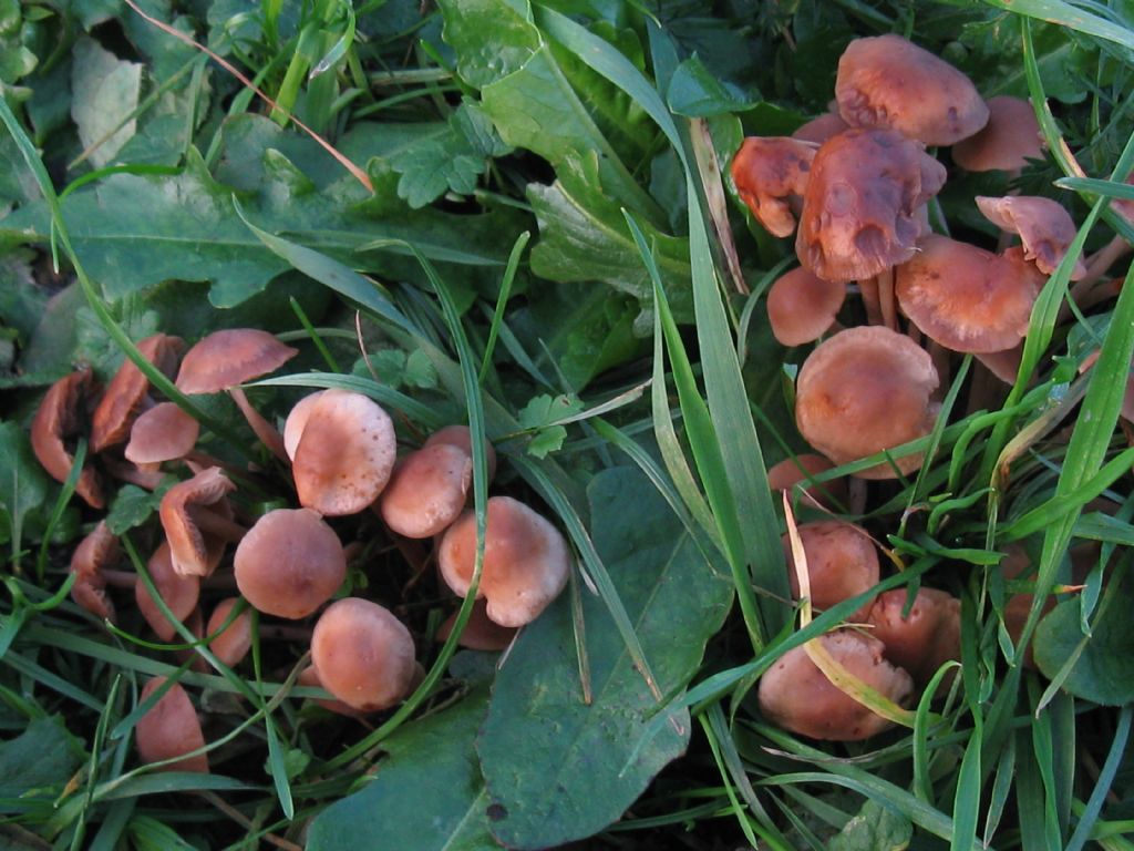 Funghi nel Parco di Monza 3