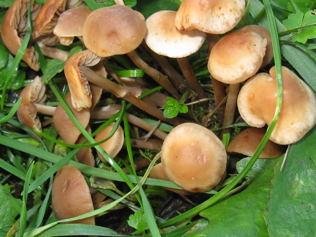 Funghi nel Parco di Monza 3