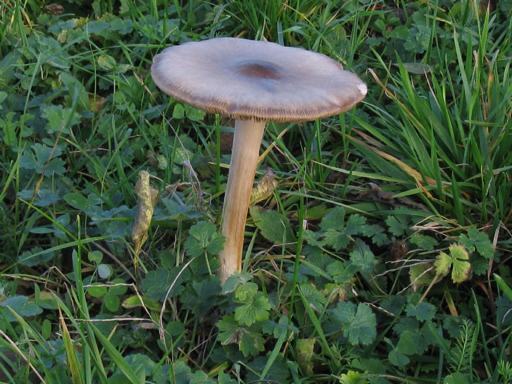 Funghi nel Parco di Monza 1