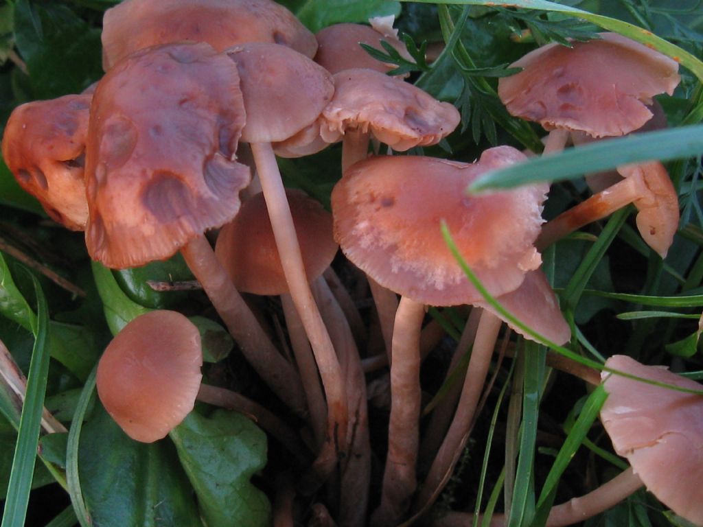 Funghi nel Parco di Monza 3