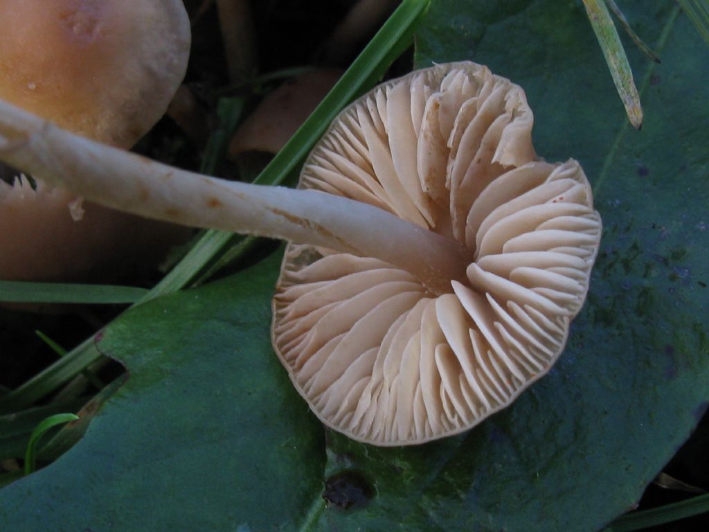 Funghi nel Parco di Monza 3