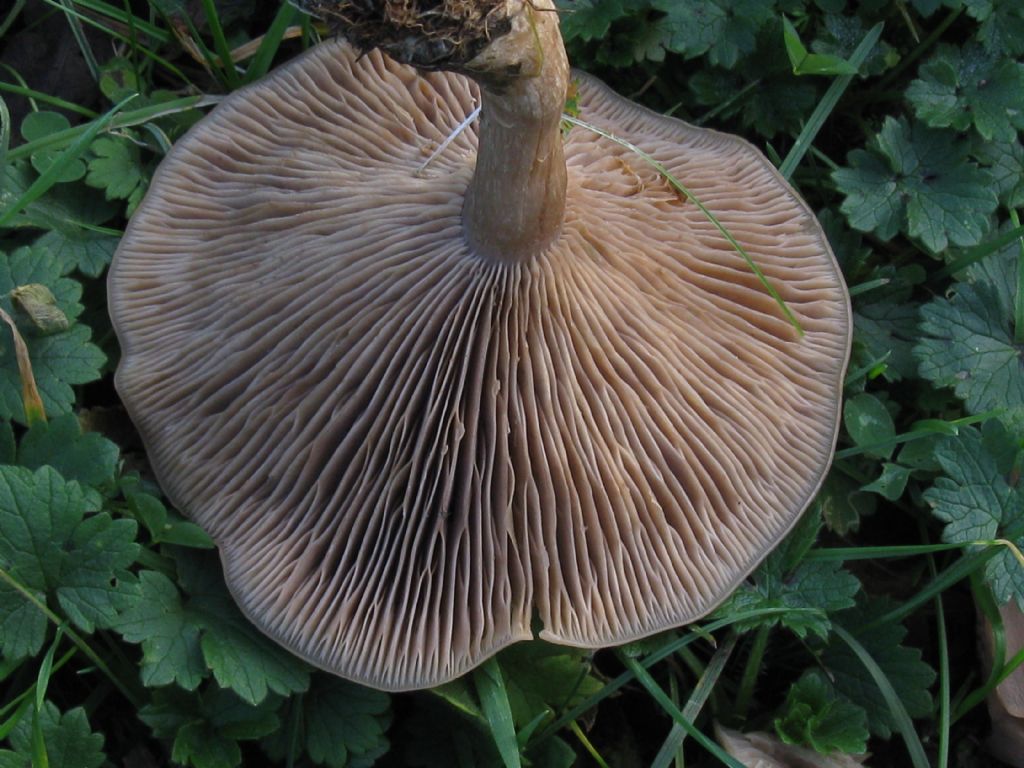 Funghi nel Parco di Monza 1