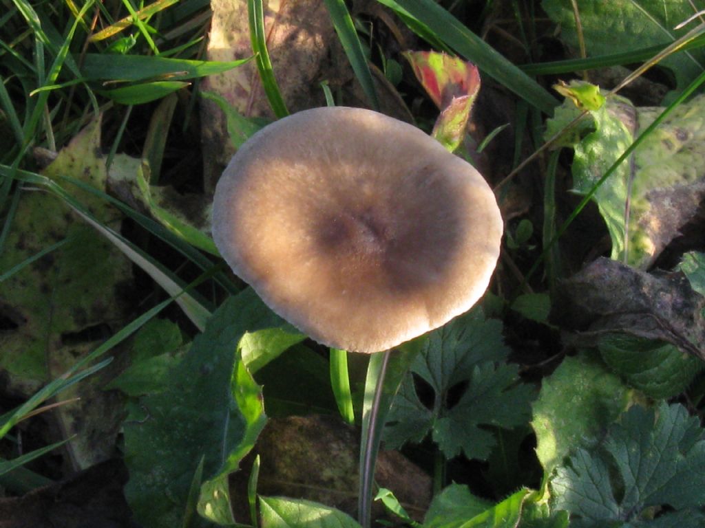 Funghi nel Parco di Monza 5